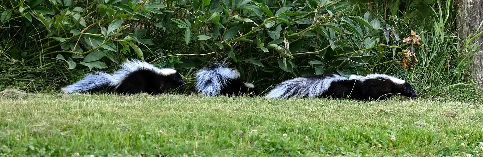 skunks