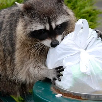 raccoon